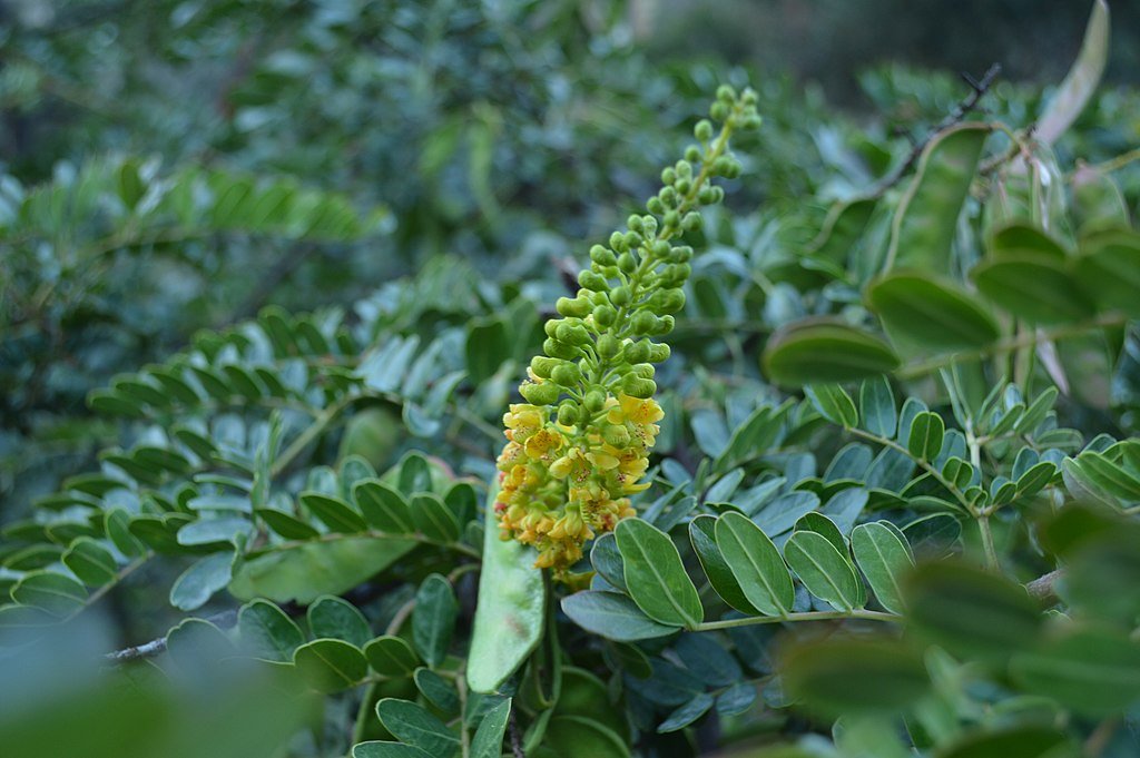 1024px-Flor_y_hojas_de_Tara_(Caesalpinia_spinosa)