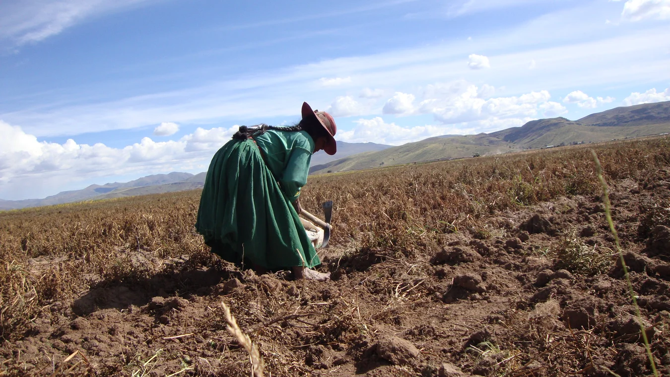 Agricultura Perú