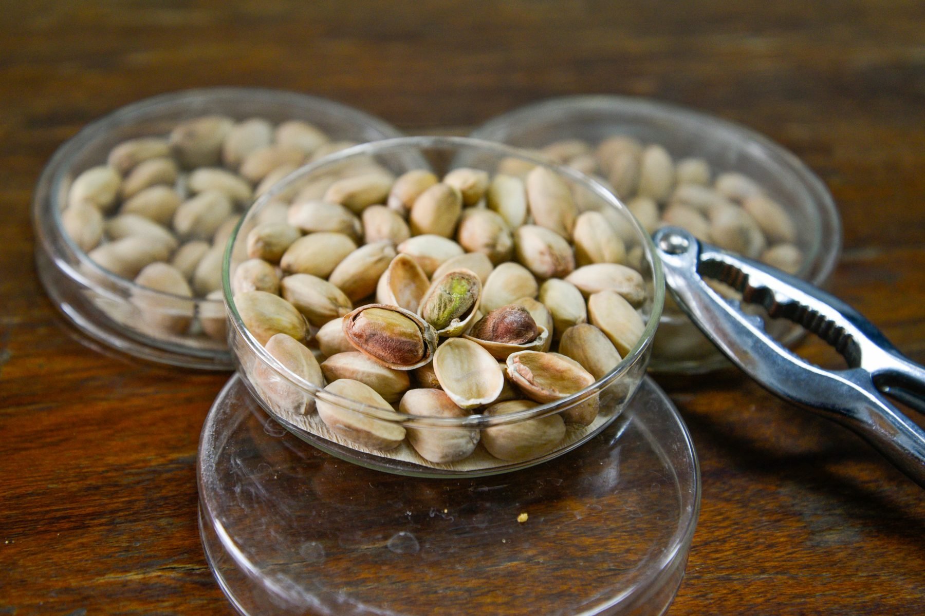 20251027_pistachos_INTA_San-Juan_Argentina_Celina-Mutti-Lovera_Dialogue-Earth-1800x1200