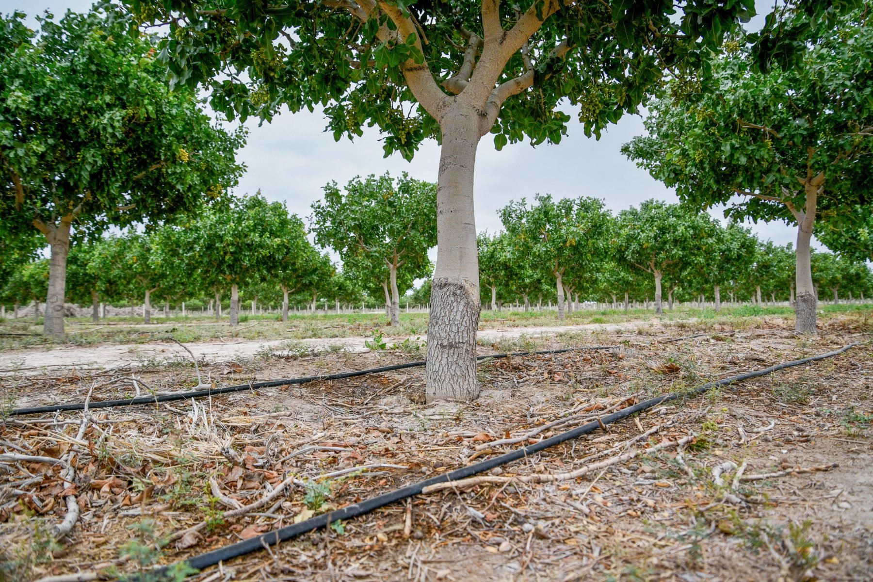 20251027_riego-por-goteo_plantacion-pistachos_Pistachos-de-los-Andes_San-Juan_Argentina_Celina-Mutti-Lovera_Dialogue-Earth-1800x1200