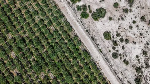 20251028_aerea-Pistachos-de-los-Andes_plantacion_San-Juan_Argentina_Celina-Mutti-Lovera_Dialogue-Earth-BANNER-01-1400x700