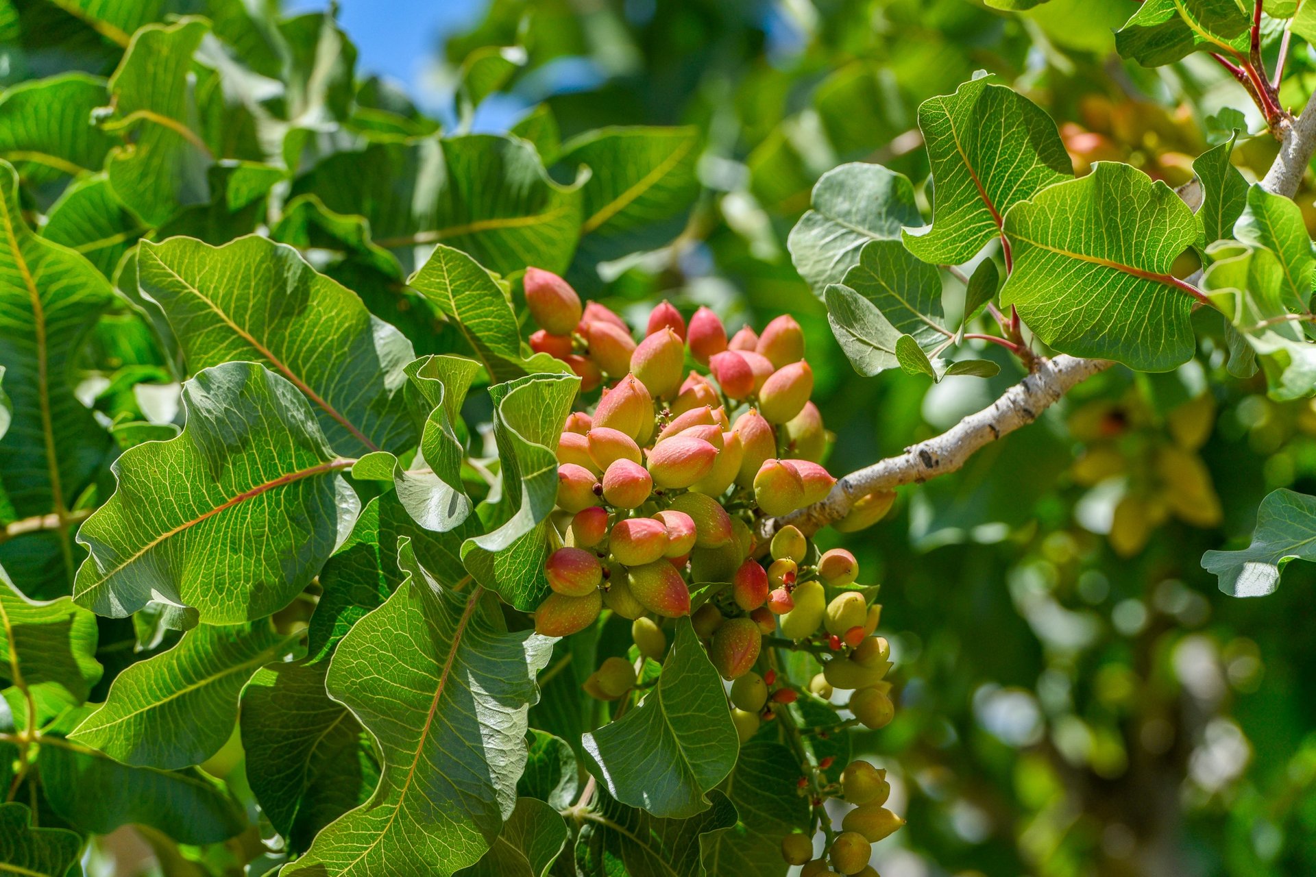 20251028_pistachio-fruits-on-tree_Pistachos-de-los-Andes-farm_San-Juan_Argentina_Celina-Mutti-Lovera_Dialogue-Earth