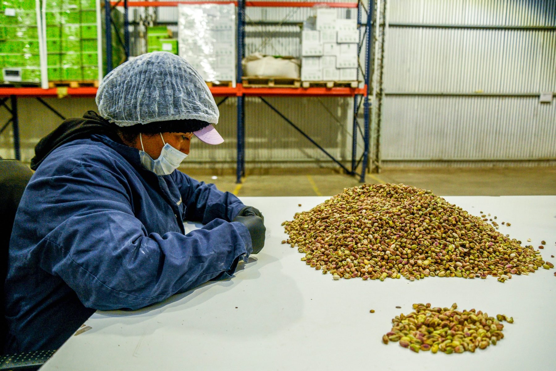 20251028_seleccion-manual_Pistachos-de-los-Andes_San-Juan_Argentina_Celina-Mutti-Lovera_Dialogue-Earth-1800x1200