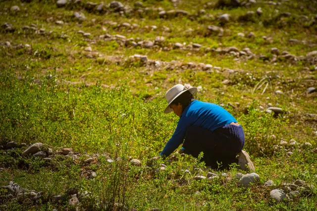 Agricultora en campo cosechando alfalfa