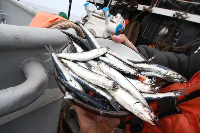 El Niño Costero calentó el mar peruano y redujo drásticamente la captura de anchoveta en la primera temporada de pesca de 2026.