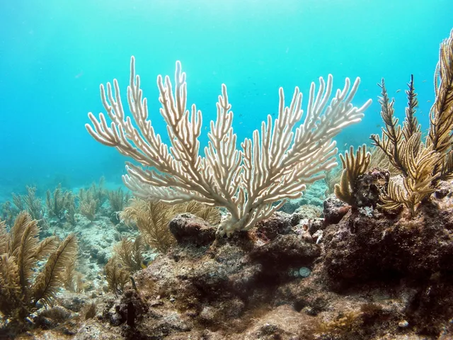 El calentamiento de los océanos provoca el blanqueamiento de los corales, uno de los efectos más visibles de la crisis climática en los ecosistemas marinos.