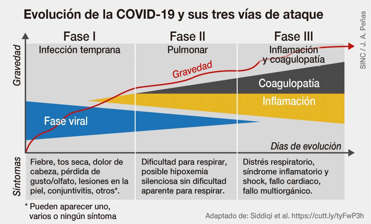 COVID-19-las-fases-de-la-enfermedad-grave.jpg