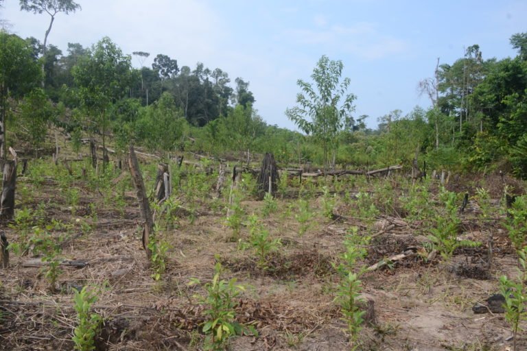 Plantas de coca sembradas en medio de un bosque arrasado en Puerto Nuevo, Ucayali.