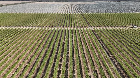 Campos de cultivos