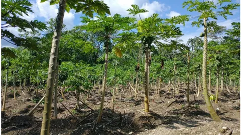 chacras de papaya - cambios alimentarios