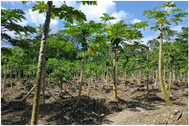 chacras de papaya - cambios alimentarios