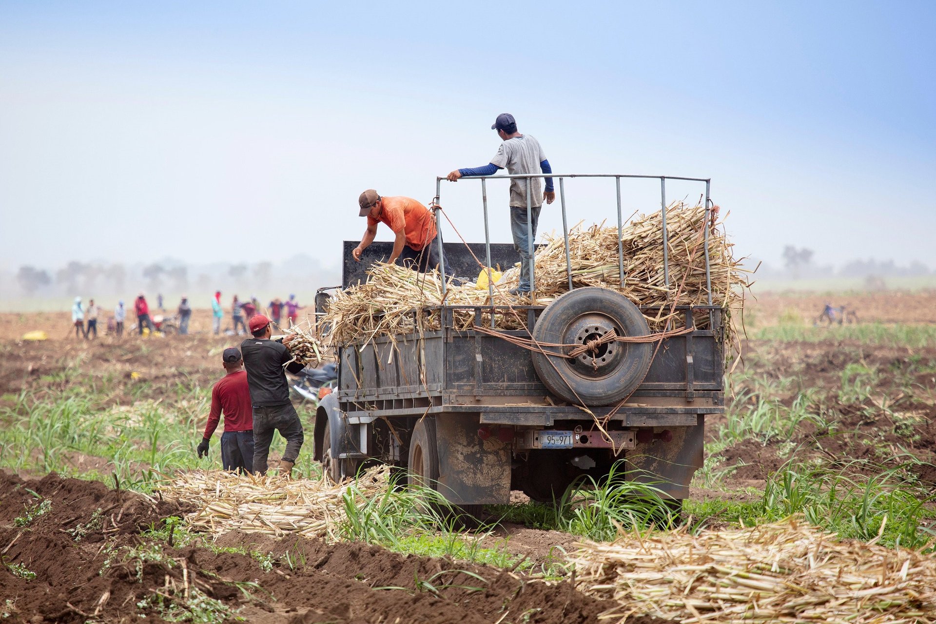 Trabajadores cosechando un campo de caña de azúcar en Jiquilisco, El Salvador.