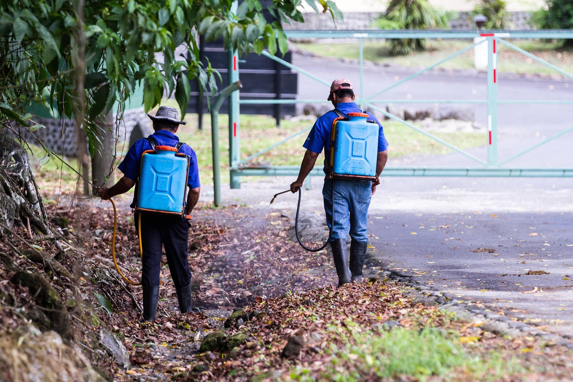 Trabajadores rociando pesticidas sin equipo de protección en San Carlos, Costa Rica.