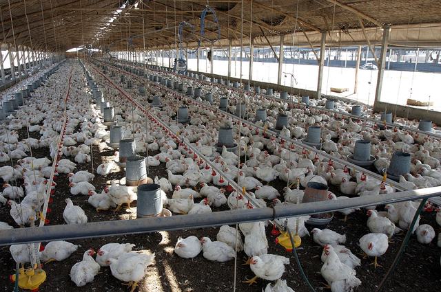 Colistina-pollo-andina.jpg