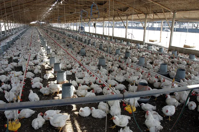 Colistina-pollo-andina.jpg