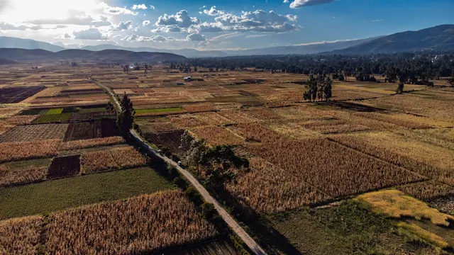 Cultivos en Junín. Cuando un alimento presenta residuos de pesticidas fuera de norma, rastrearlo hasta el lugar donde fue producido sigue siendo difícil.