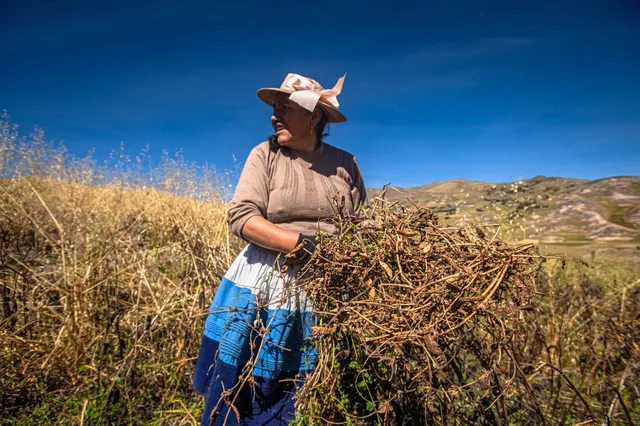Lucinda Quispealaya trabaja en su parcela de Misquipata, en Junín. Aprendió a fumigar cuando tenía diez años y recién de adulta recibió orientación sobre cómo protegerse al manipular pesticidas.