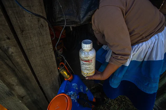 Una agricultora manipula los pesticidas que guarda en un almacén de su parcela, en Junín.