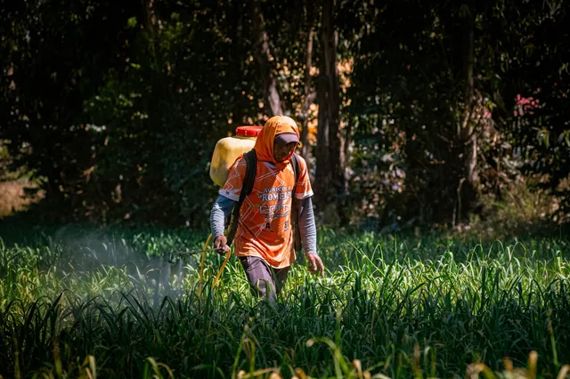 Un joven fumiga un cultivo de ajos en Sicaya, cerca de Huancayo, con el rostro y las manos descubiertos.