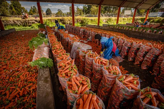 Preparación de zanahorias para su venta en Junín. En julio de 2026, el Tribunal Constitucional ordenó reforzar la vigilancia de residuos de pesticidas en los alimentos que llegan al mercado peruano.
