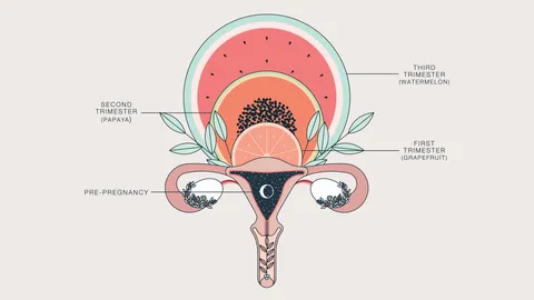 Duvet-Days_Anatomy-Illustrations_11x17_Uterus-Growth-During-Pregnancy.jpg