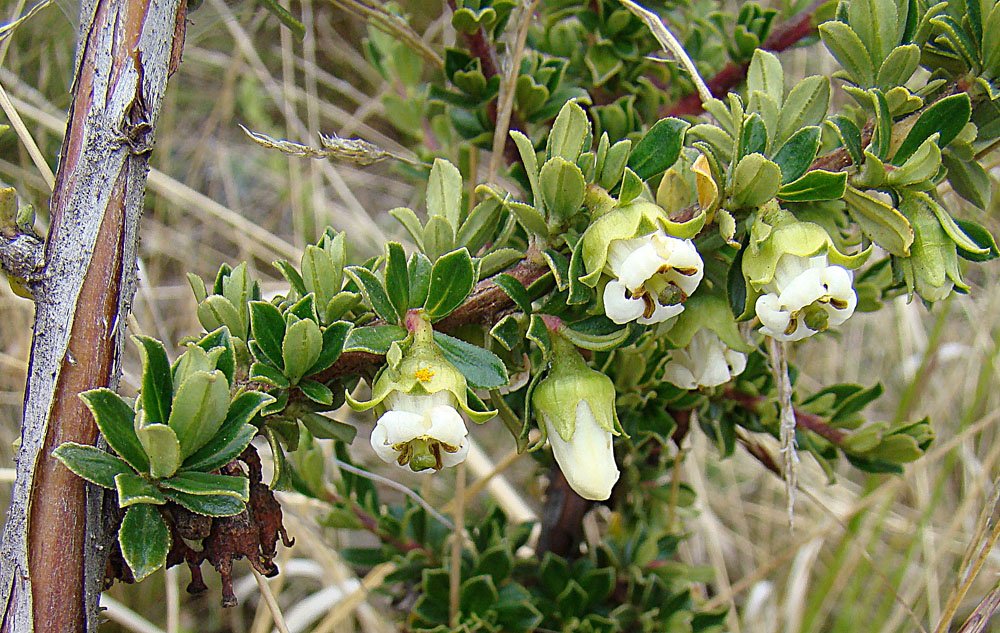 Escallonia_myrtilloides_(8673593749)