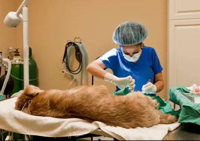 Esterilizaciones.JPG