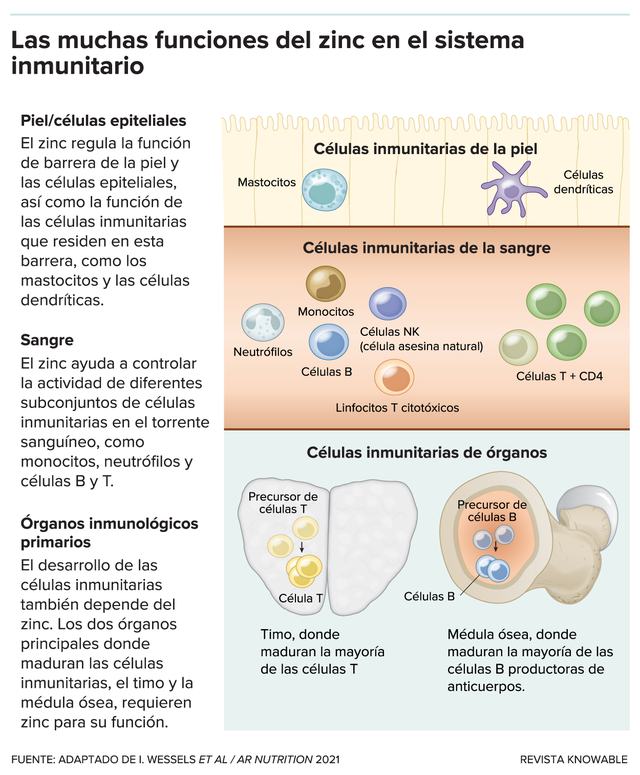 G-zinc-immune-system-kee-alt