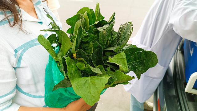 ESPINACA MONITOREO