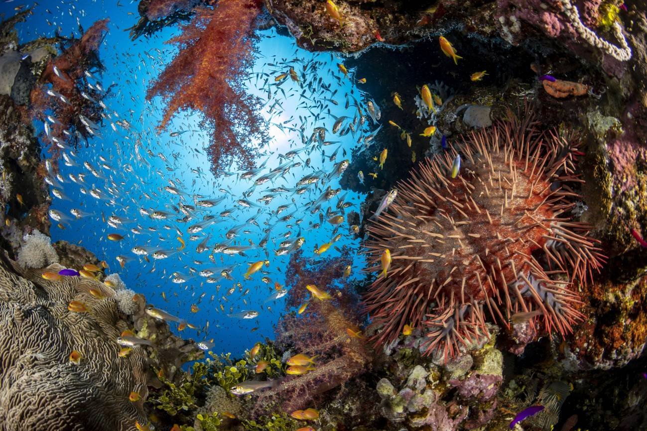 Image-3-Coral-Reef-at-Marsa-Gozlani