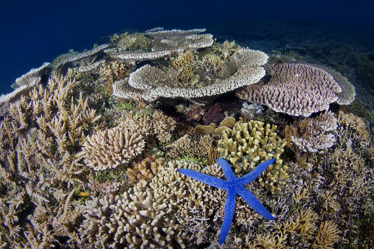 Image-5-Seascape-with-Coral-in-Kimbe-Bay