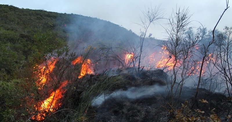 Incendio-forestal-en-Peru-Minam-1-1