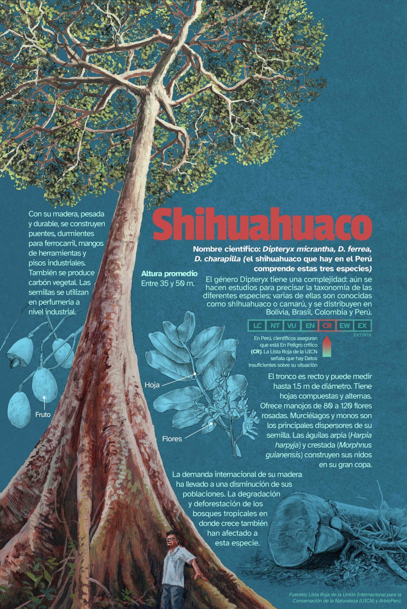 Infografia-Peru-Shihuahuaco