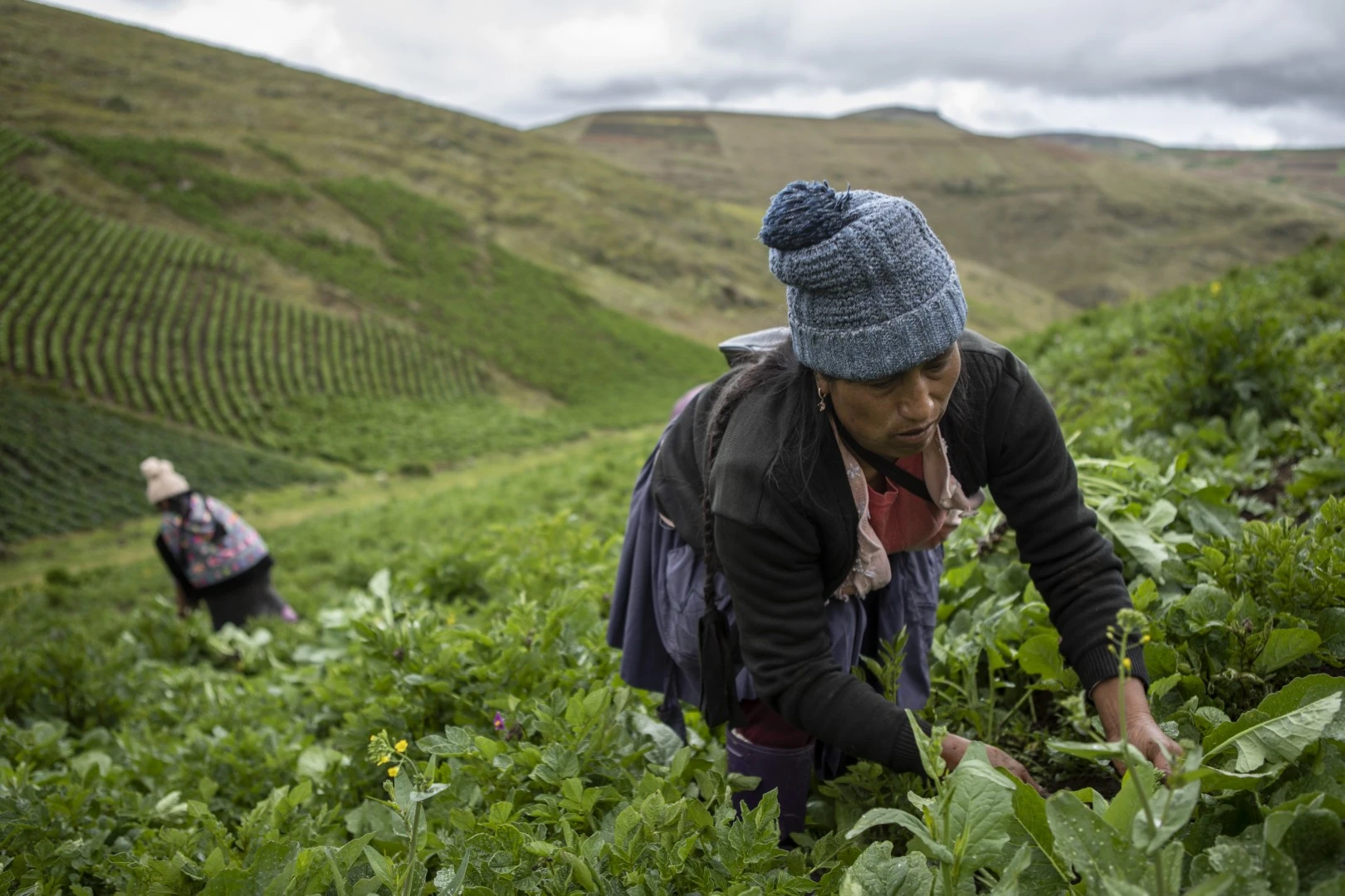 Agricultora trabajando en un campo de cultivo.