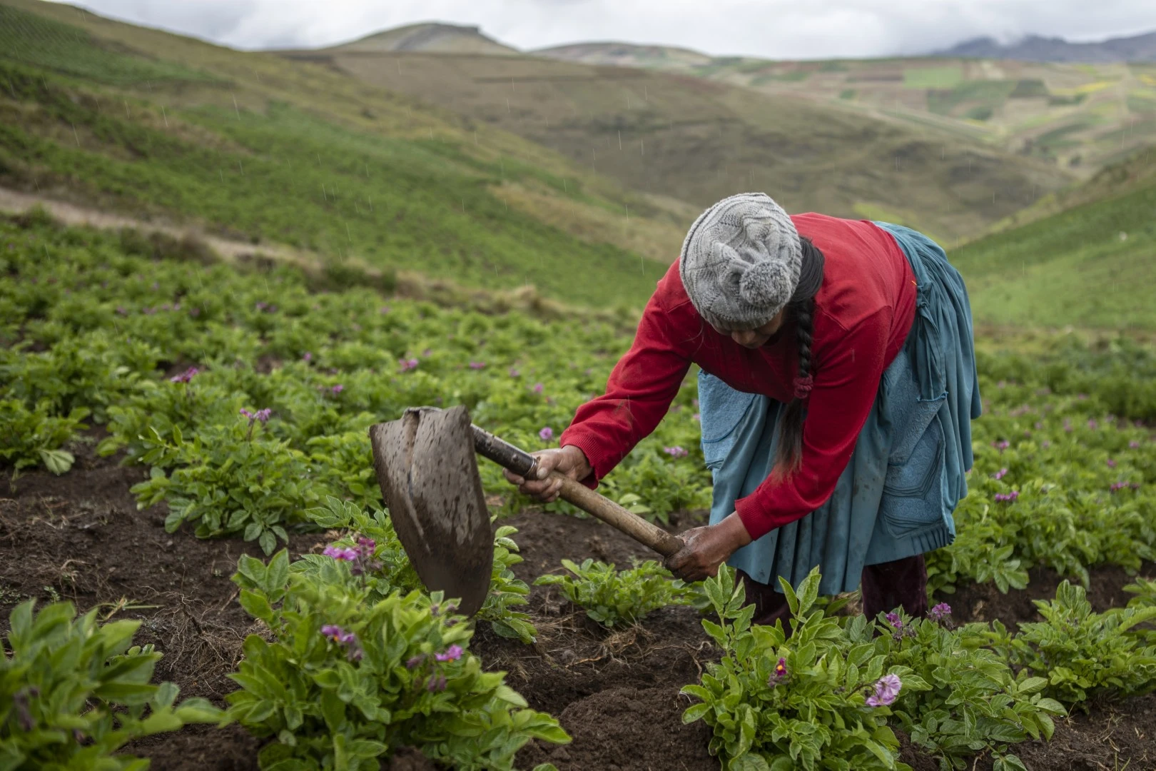 Agricultora trabajando en el campo de cultivo.