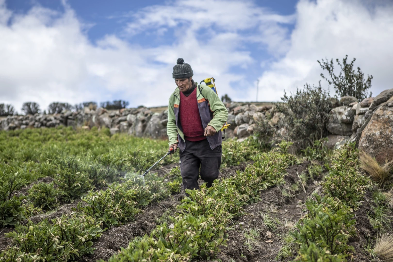 Agricultor aplicando agroquímicos a los cultivos para combatir las plagas.