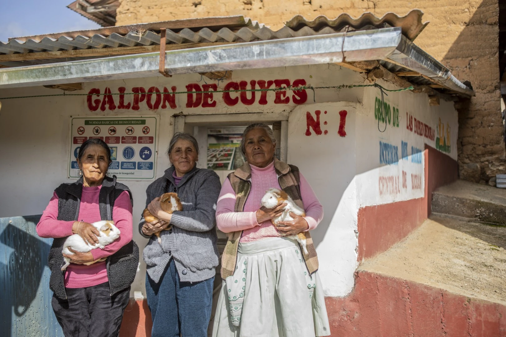 Tres criadoras de cuyes en un Galpón de cuyes.