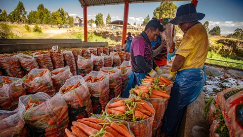 Lavadero de zanahorias_DSC07756