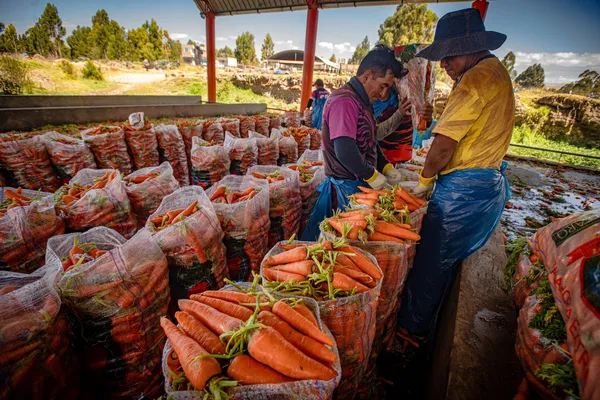 Lavadero de zanahorias_DSC07756