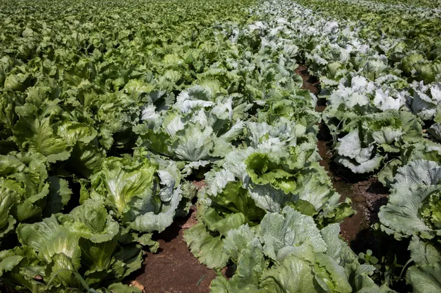 Lechugas_Trapiche_I4A4722
