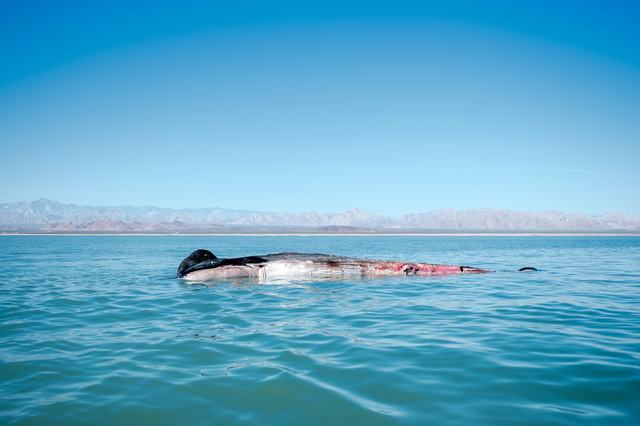 MEXICO VAQUITAS 13-7.jpg