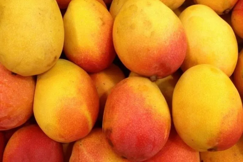 MangoKent