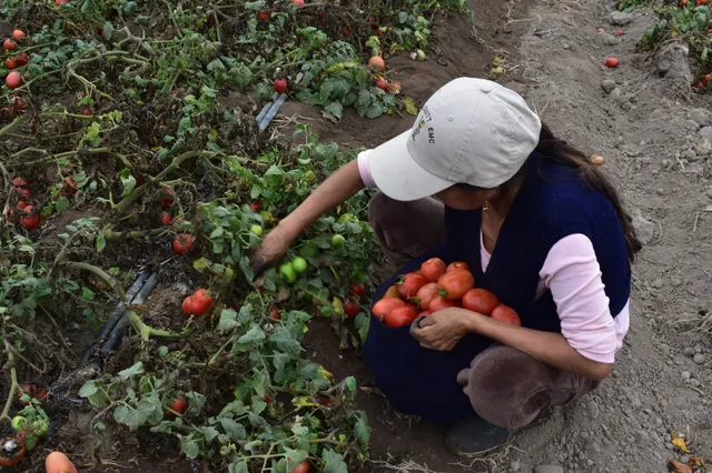 La recuperación en campos de cultivo de Pachacámac pasó de 5 toneladas en 2020 a 63 toneladas entre enero y agosto de 2025, según CEPES.
