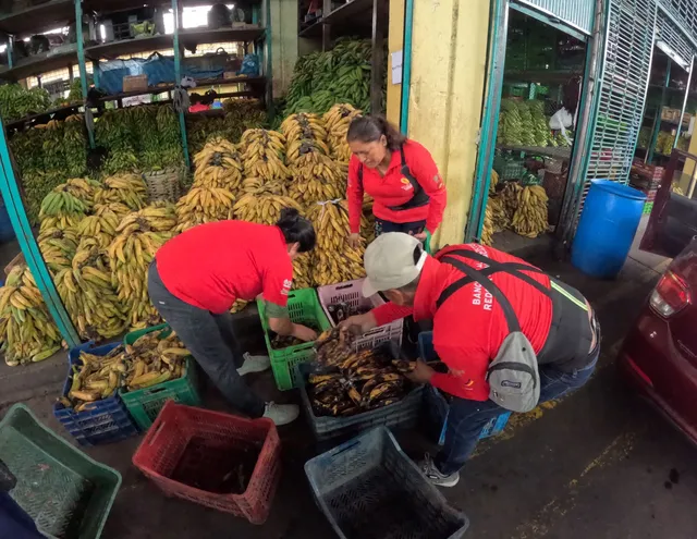 Las brigadas de ollas comunes recorren mercados mayoristas para recuperar frutas y verduras que ya no se venderán, pero que todavía son aptas para el consumo. Los alimentos son seleccionados y distribuidos entre las organizaciones.