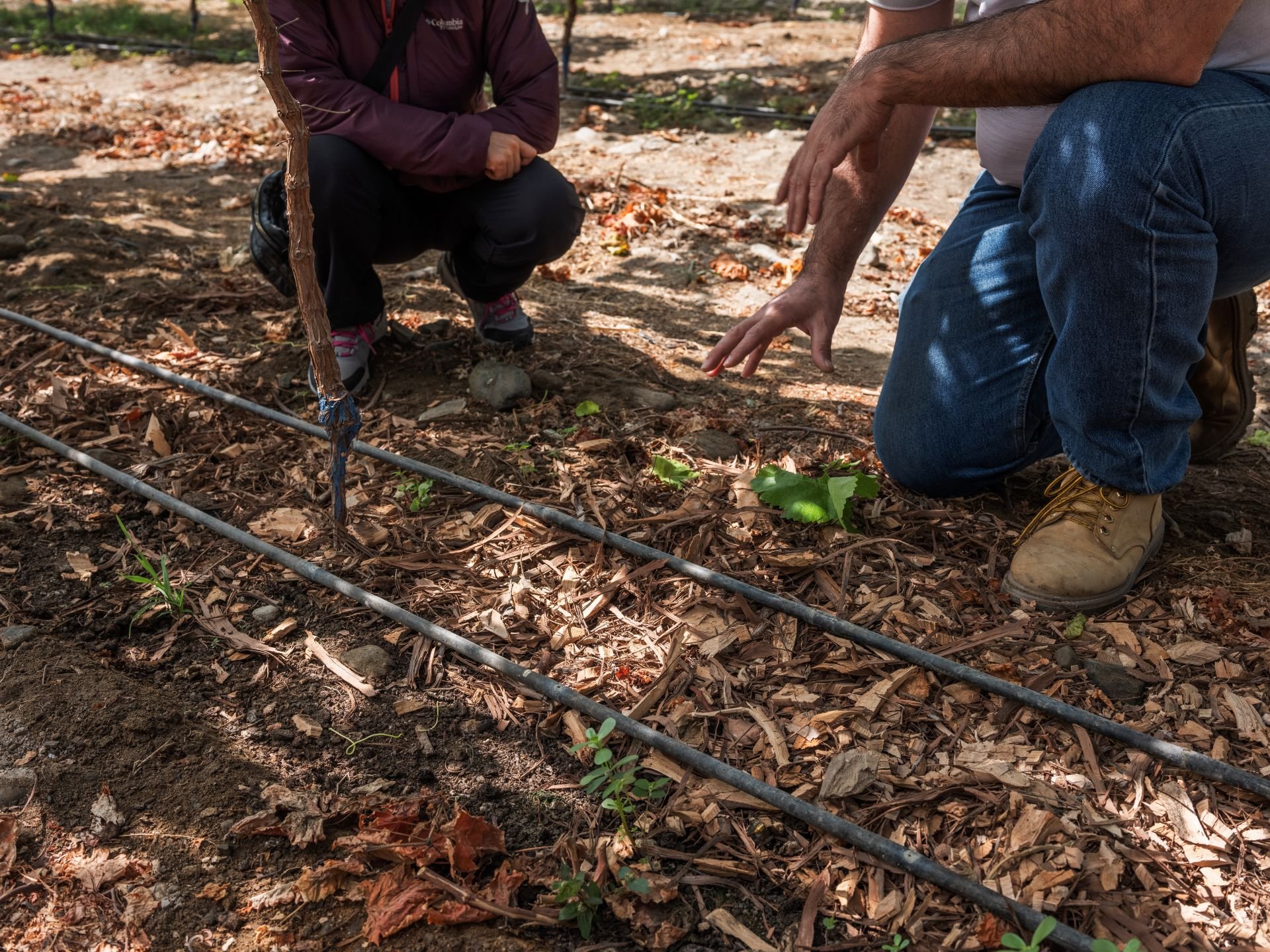 Riego Tecnificado AGUA.ICA.SEARLES20250606_12