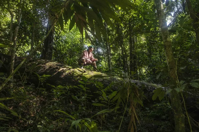 Shihuahuaco - Tambopata