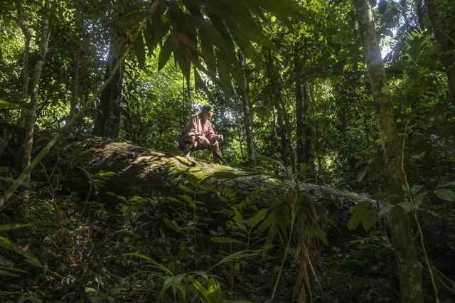 Shihuahuaco - Tambopata
