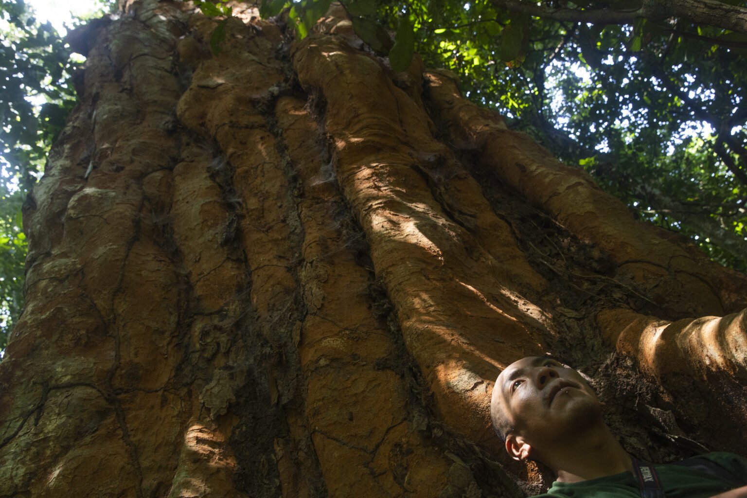 Mauricio Espejo asegura que el shihuahuaco huele a “madera guardada”.