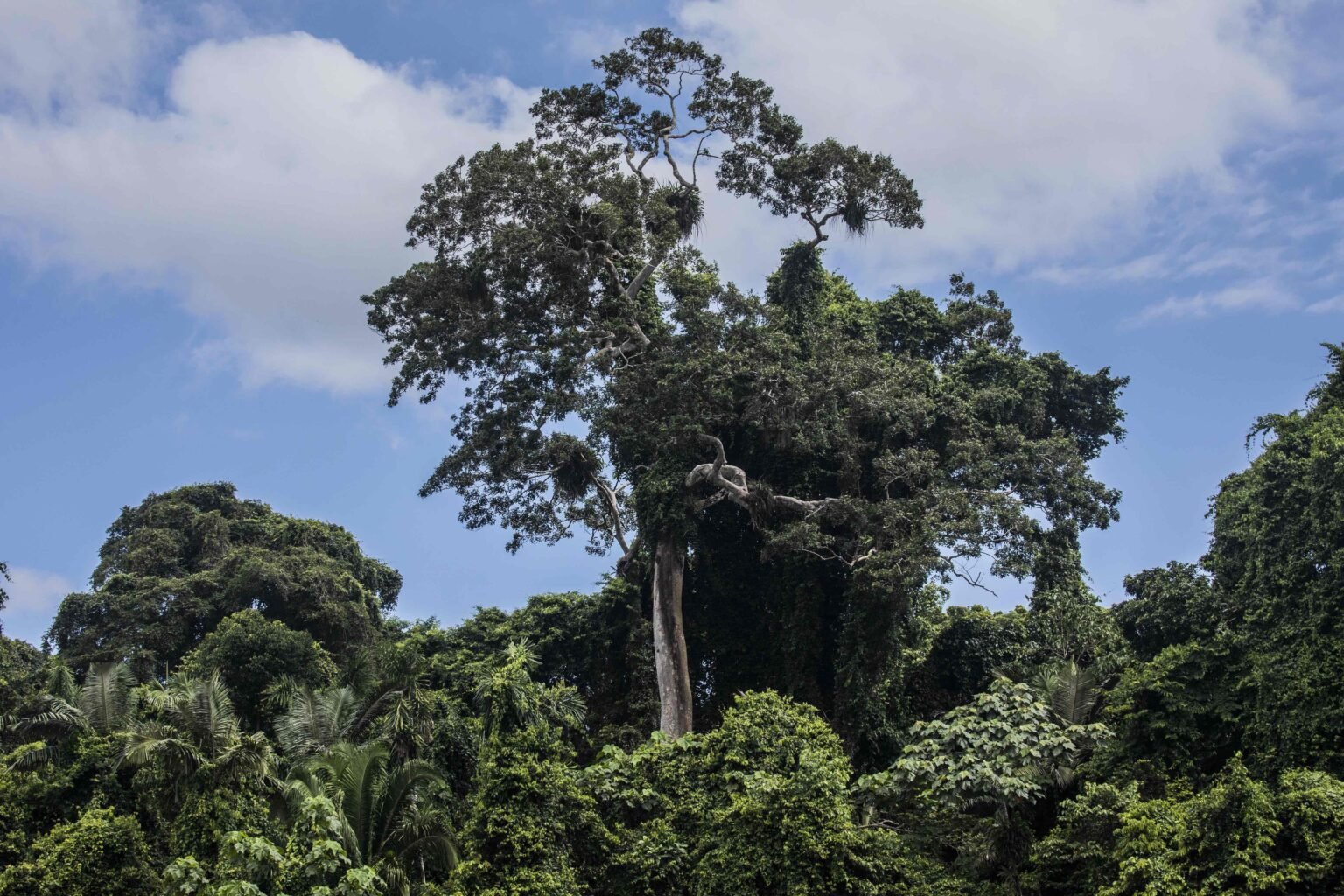 Un shihuahuaco milenario sobresale en la Amazonía peruana.