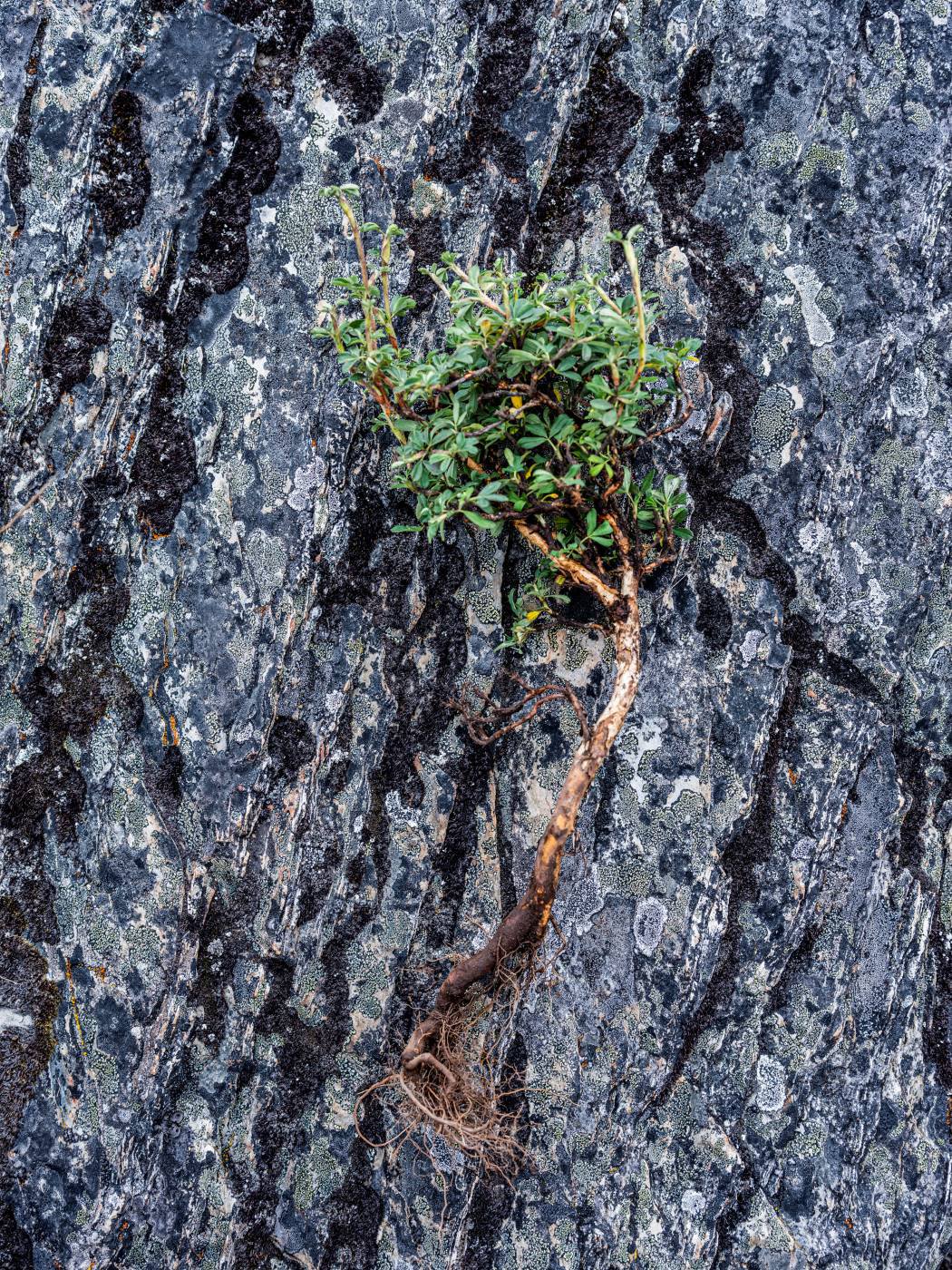 El queñual es un árbol de crecimiento muy lento. Hoy aquellos que se plantaron hace dos décadas miden entre cuatro y cinco metros de altura. / Musuk Nolte